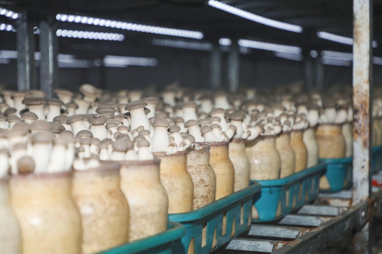 學(xué)以致用助力鄉(xiāng)村振興 西海岸新區(qū)網(wǎng)信新農(nóng)人活動成果豐碩，藍(lán)莓酒香飄四方